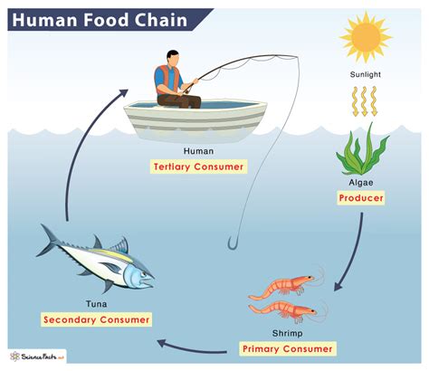 Chain fishing .
